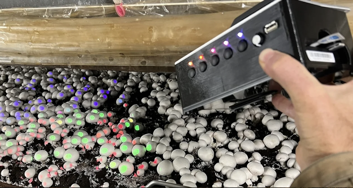 AI Spotlight Revolutionizes Mushroom Harvesting Efficiency